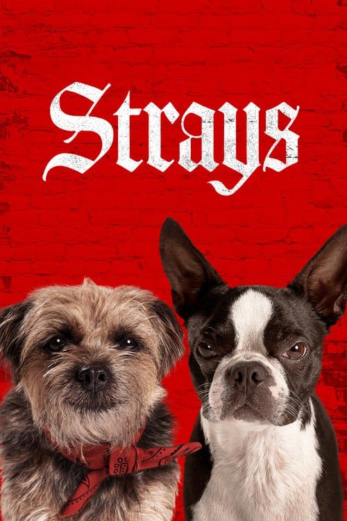 ดูหนังออนไลน์ Strays (2023) ชีวิตหมาต้องไม่หมา